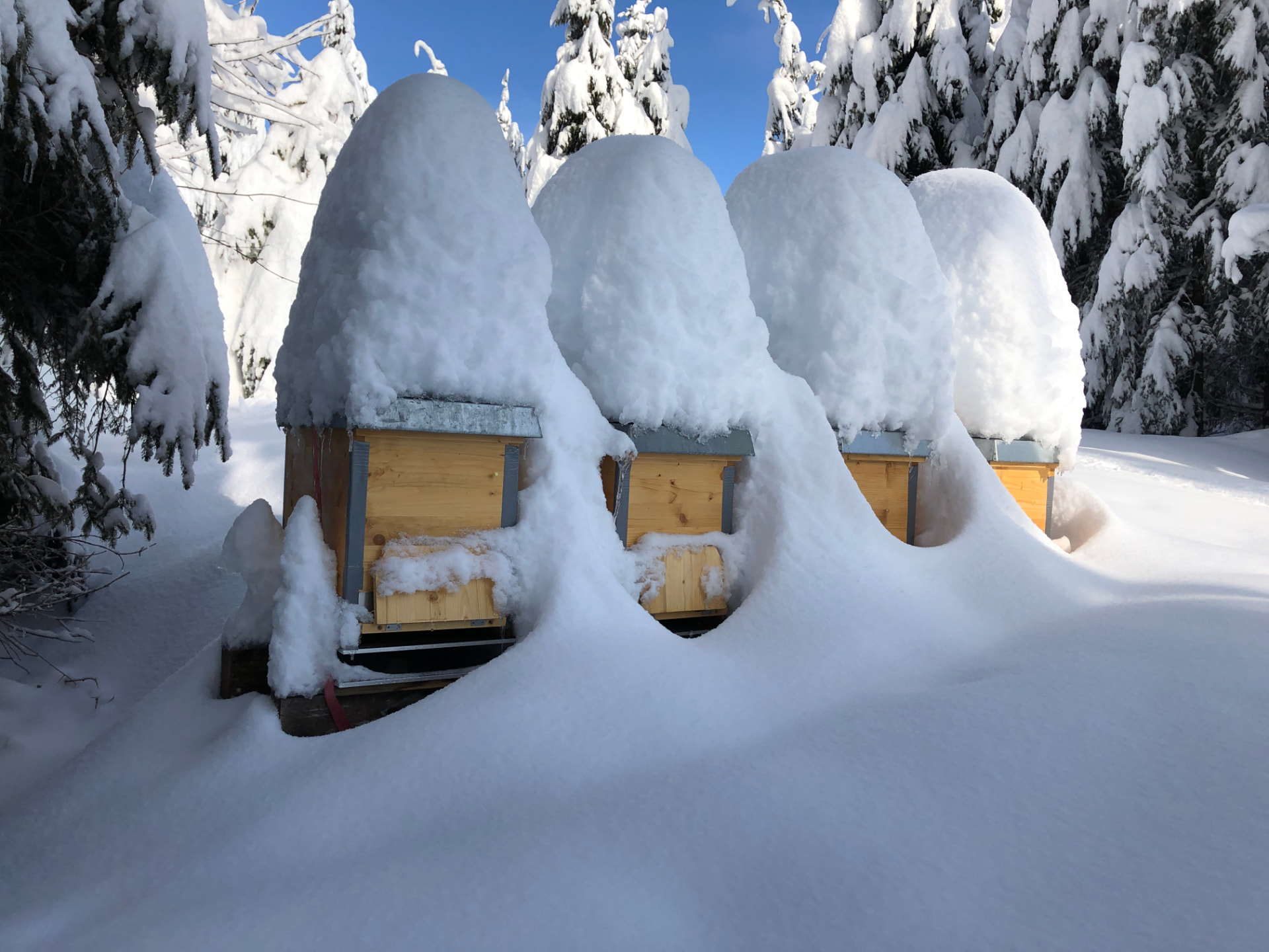 Tief verschneite Bienenkästen im Winter im Alpthal