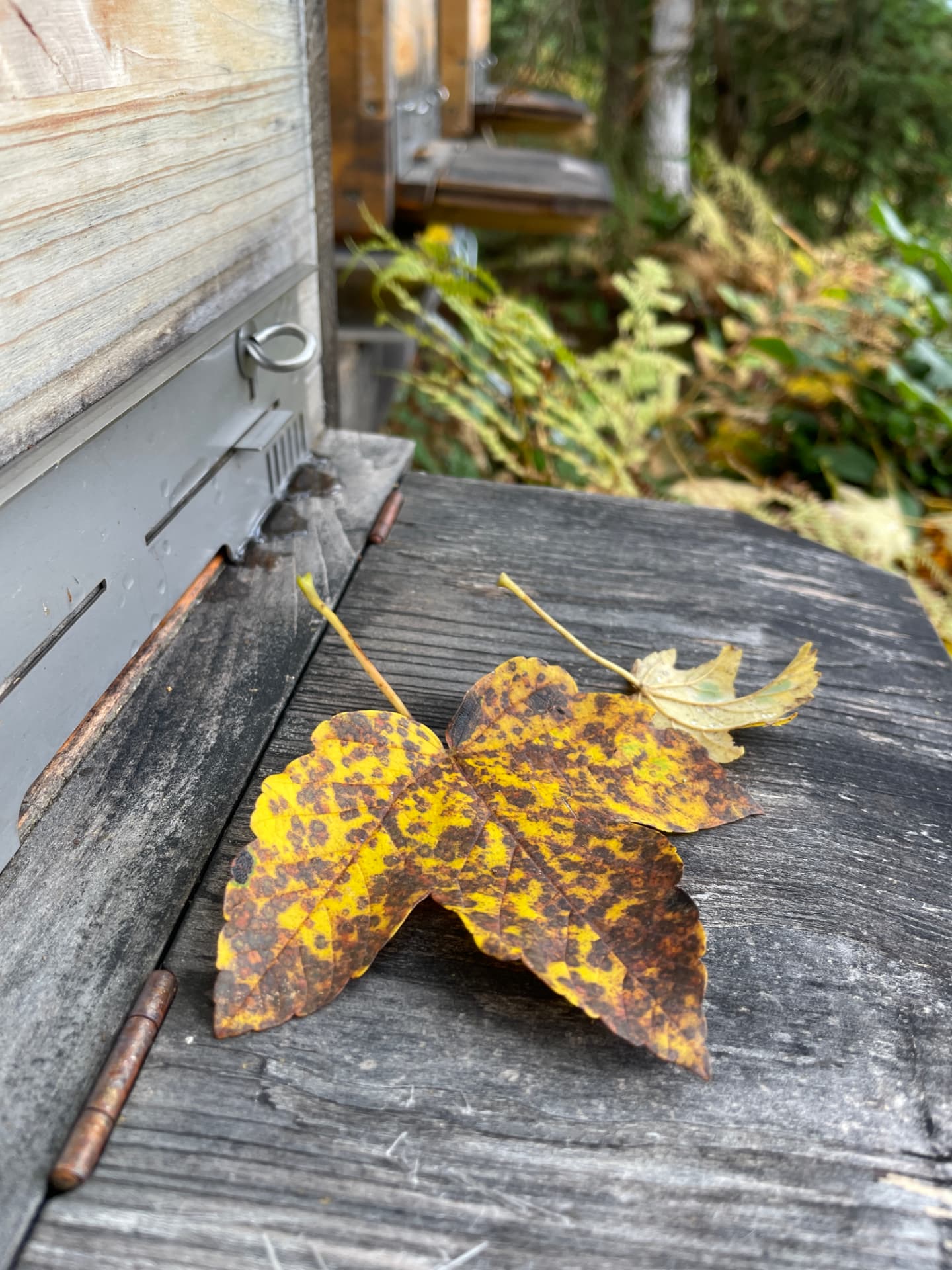 Herbstlaub auf dem Anflugbrett eines Bienenkastens