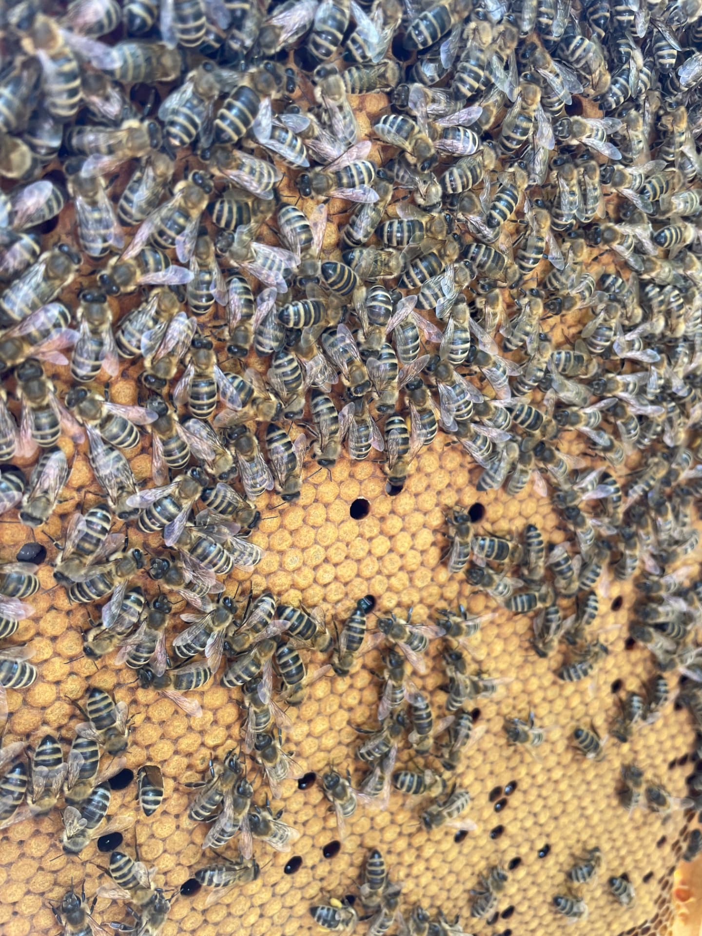 Bienenvolk auf verdeckelter Brutwabe
