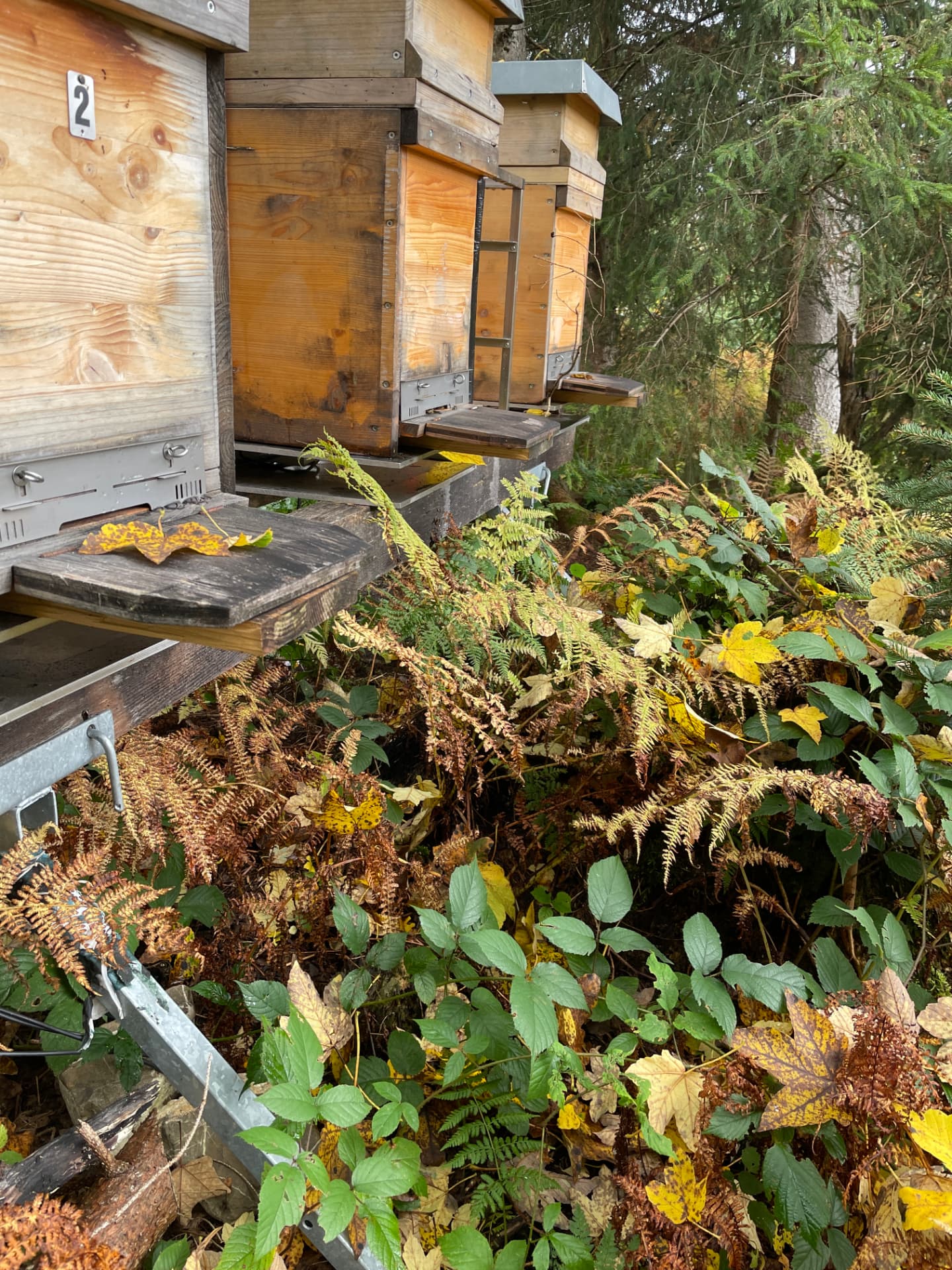 Bienenstöcke am Waldrand im Alpthal im Herbst