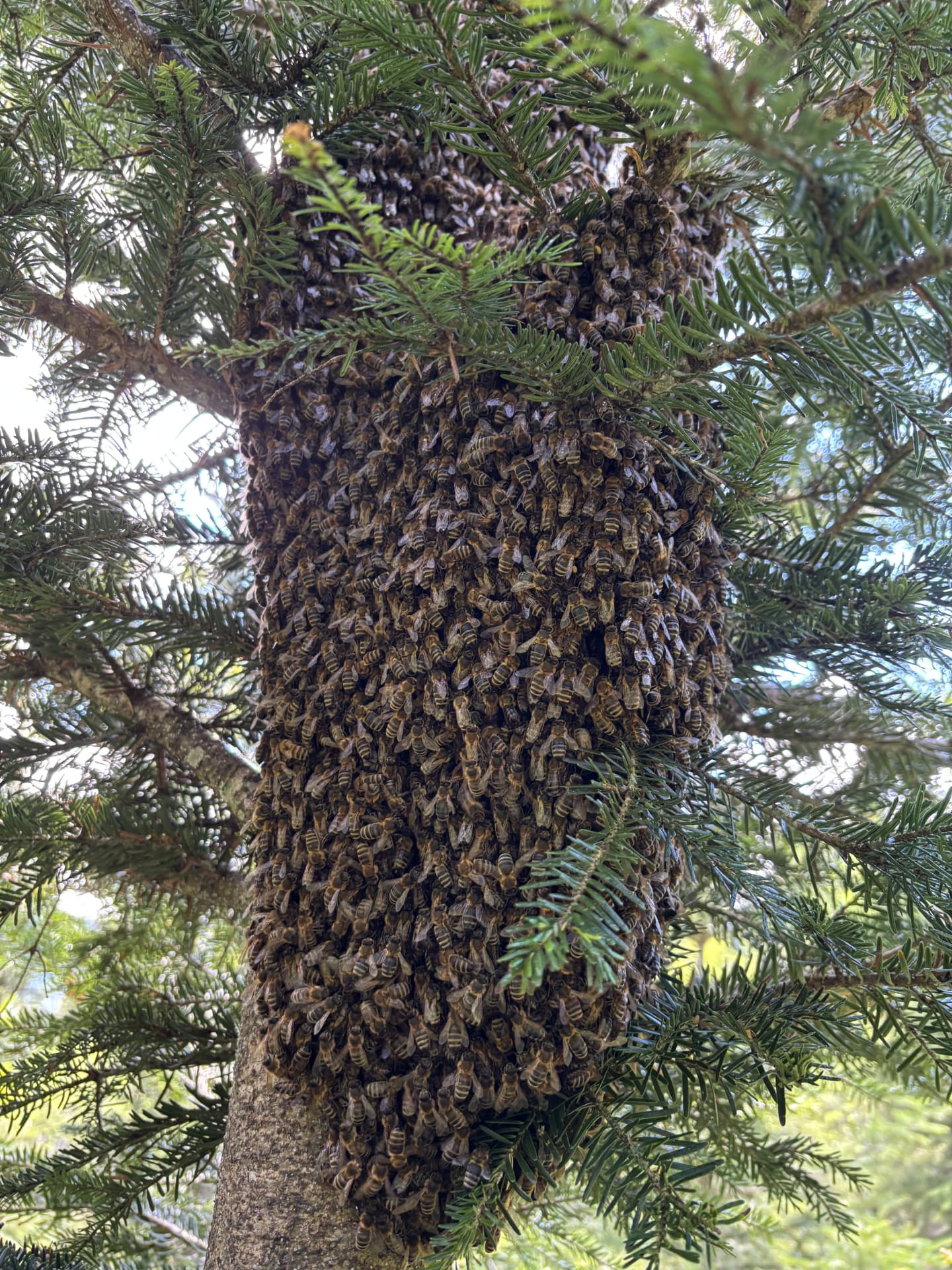 Bienenschwarm an einem Tannenstamm im Wald