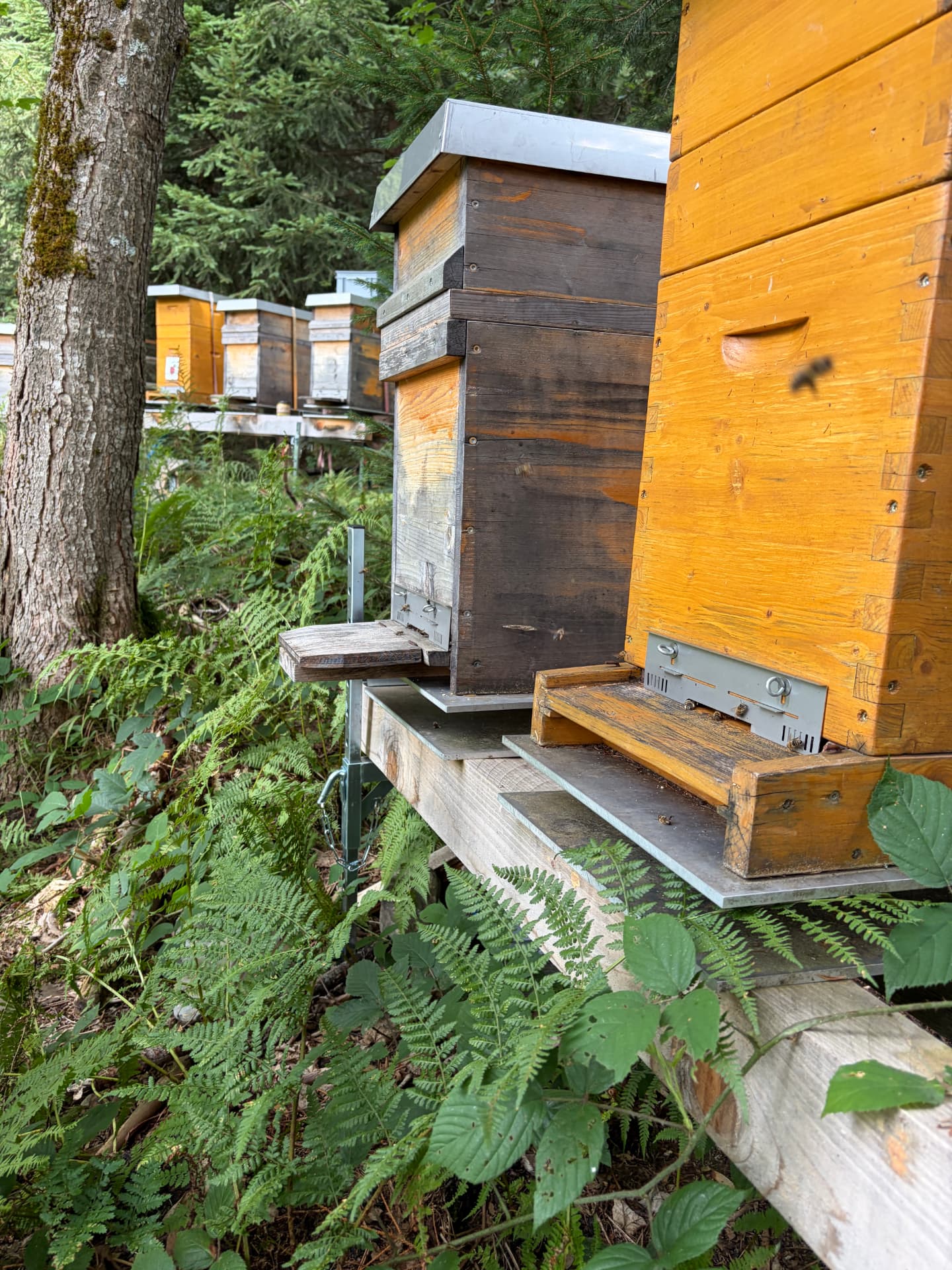 Bienenvölker im Wald mit anfliegenden Bienen