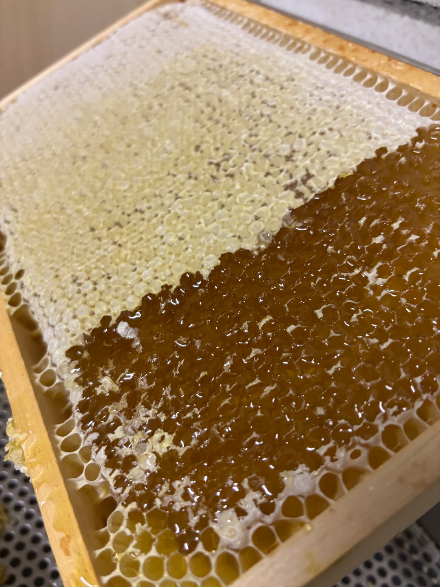 Frisch entdeckelte Honigwabe mit goldenem Berghonig
